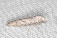 Pterolonche inspersa