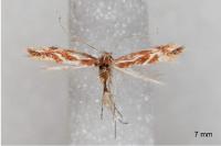 Phyllonorycter corylifoliella