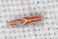 Phyllonorycter corylifoliella