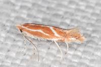 Phyllonorycter corylifoliella