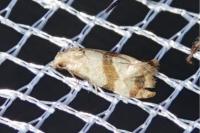 Phalonidia contractana