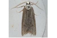 Ditula joannisiana