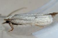 Ditula joannisiana