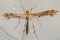 Oxyptilus