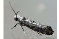 Paraswammerdamia