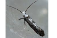 Paraswammerdamia