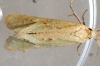 Cochylimorpha meridiana