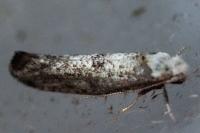 Paraswammerdamia