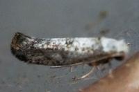 Paraswammerdamia