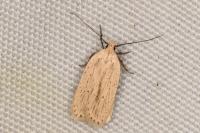 Agonopterix pallorella