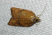Acleris rhombana