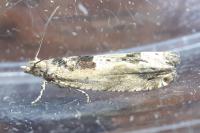 Crocidosema plebejana