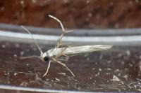 Palumbina guerinii