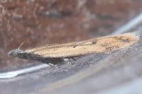 Dichomeris acuminata