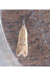 Dichomeris acuminata