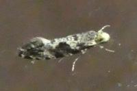 Nemapogon granellus