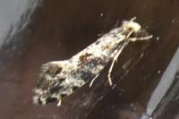 Nemapogon granellus