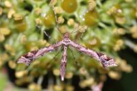 Amblyptilia acanthadactyla