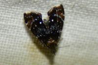 Prochoreutis