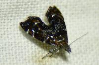 Prochoreutis
