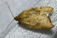 Acleris rhombana
