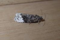 Apotomis betuletana