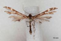 Capperia celeusi