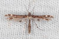 Capperia celeusi