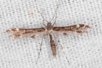 Capperia celeusi