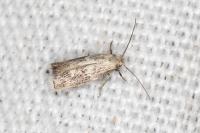 Elachista lugdunensis