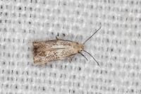 Elachista lugdunensis