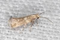 Elachista lugdunensis