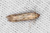 Metzneria paucipunctella