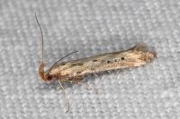 Metzneria paucipunctella