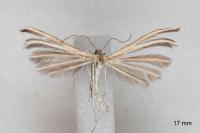 Merrifieldia spicidactyla