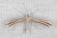 Merrifieldia spicidactyla