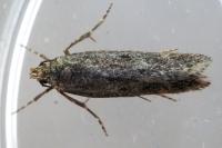 Stomopteryx