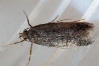 Stomopteryx