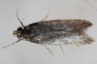 Stomopteryx