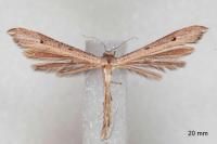 Stenoptilia stigmatodactyla