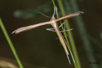 Stenoptilia stigmatodactyla