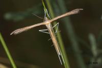 Stenoptilia stigmatodactyla