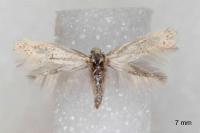 Elachista lugdunensis