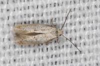 Elachista lugdunensis