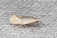 Elachista lugdunensis