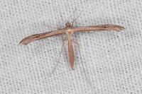 Stenoptilia stigmatodactyla