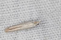 Coleophora graminicolella