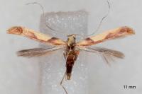 Caloptilia honoratella