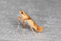 Caloptilia honoratella