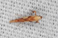Caloptilia honoratella